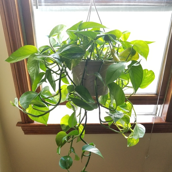 Meet your Posher, Tatiana - Picture 2 of 3